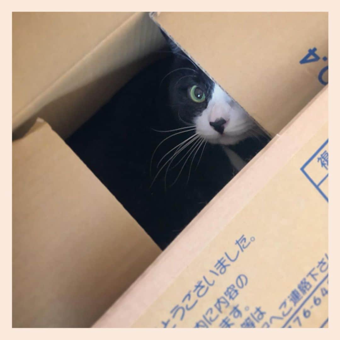 パンといっぴきのインスタグラム：「#元保護猫 #白黒猫 #ハチワレ #blackandwhitecat #tuxedocat #catinabox #箱猫」