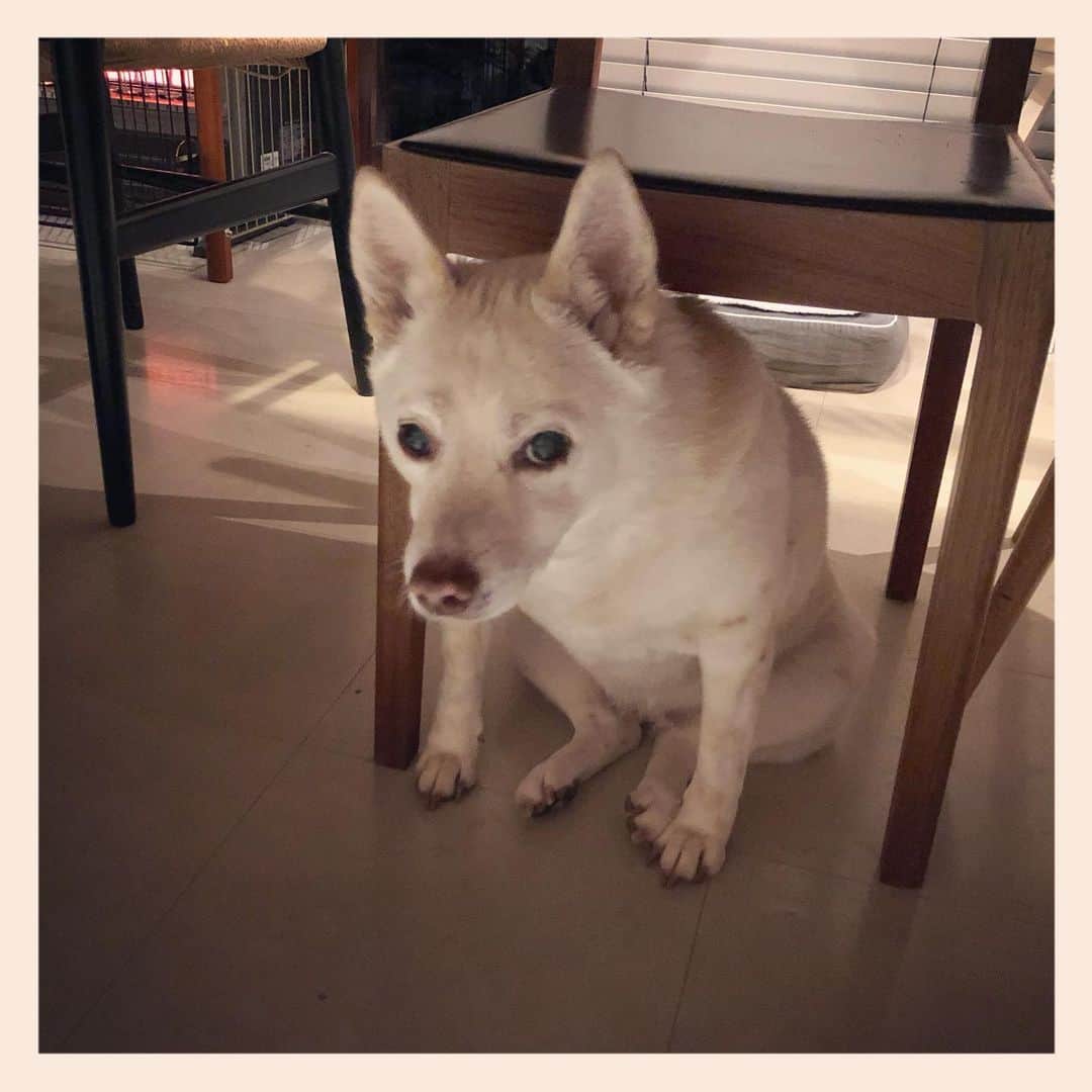 パンといっぴきのインスタグラム：「#元保護犬 #雑種犬 #crossbreed #mixdog」