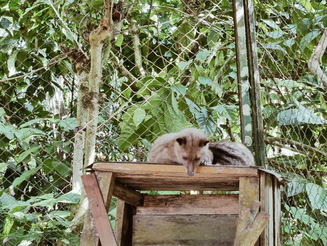 ジョアナ・サンスのインスタグラム：「#tbt Bali🌴 Les presento a Kopi Luwak o café de Civeta. Ese animalito ingiere los granos de café que pasan por su tracto intestinal y luego los expulsa entre sus heces... Hablando finamente 😂 Separan esos granos de entre las heces, los lavan y tuestan ligeramente (para no estropear el sabor obtenido durante el proceso). Se considera el café más caro del mundo☕️💸. ¿Qué les parece? ¿Se atreverían a probarlo?  Pd: Vaya caca caraaa😂」