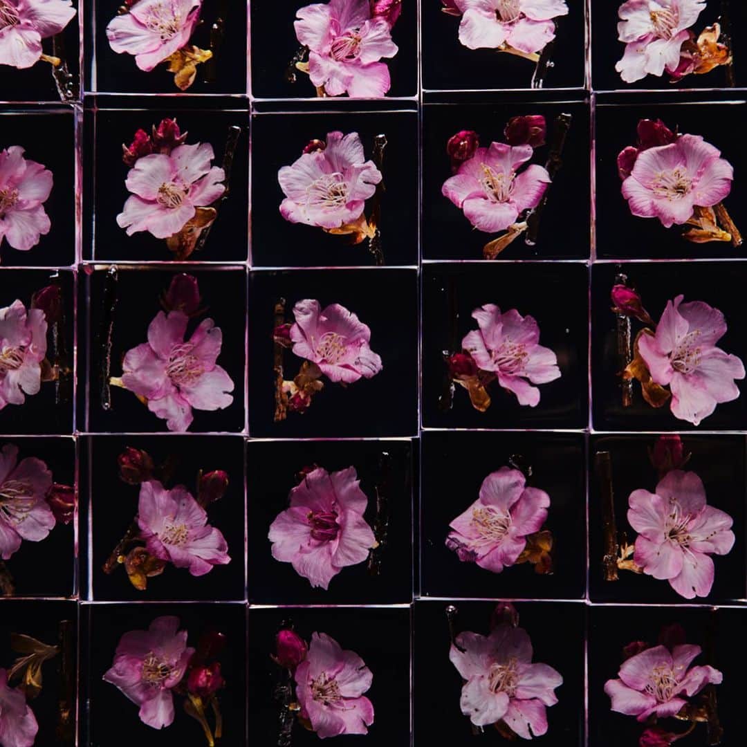 東信さんのインスタグラム写真 - (東信Instagram)「Cherry blossoms Block Flowers  #東信花樹研究所 #東信 #amkkproject #amkk #azumamakoto #makotoazuma #shiinokishunsuke  #flowers #flowerart」4月10日 5時23分 - azumamakoto
