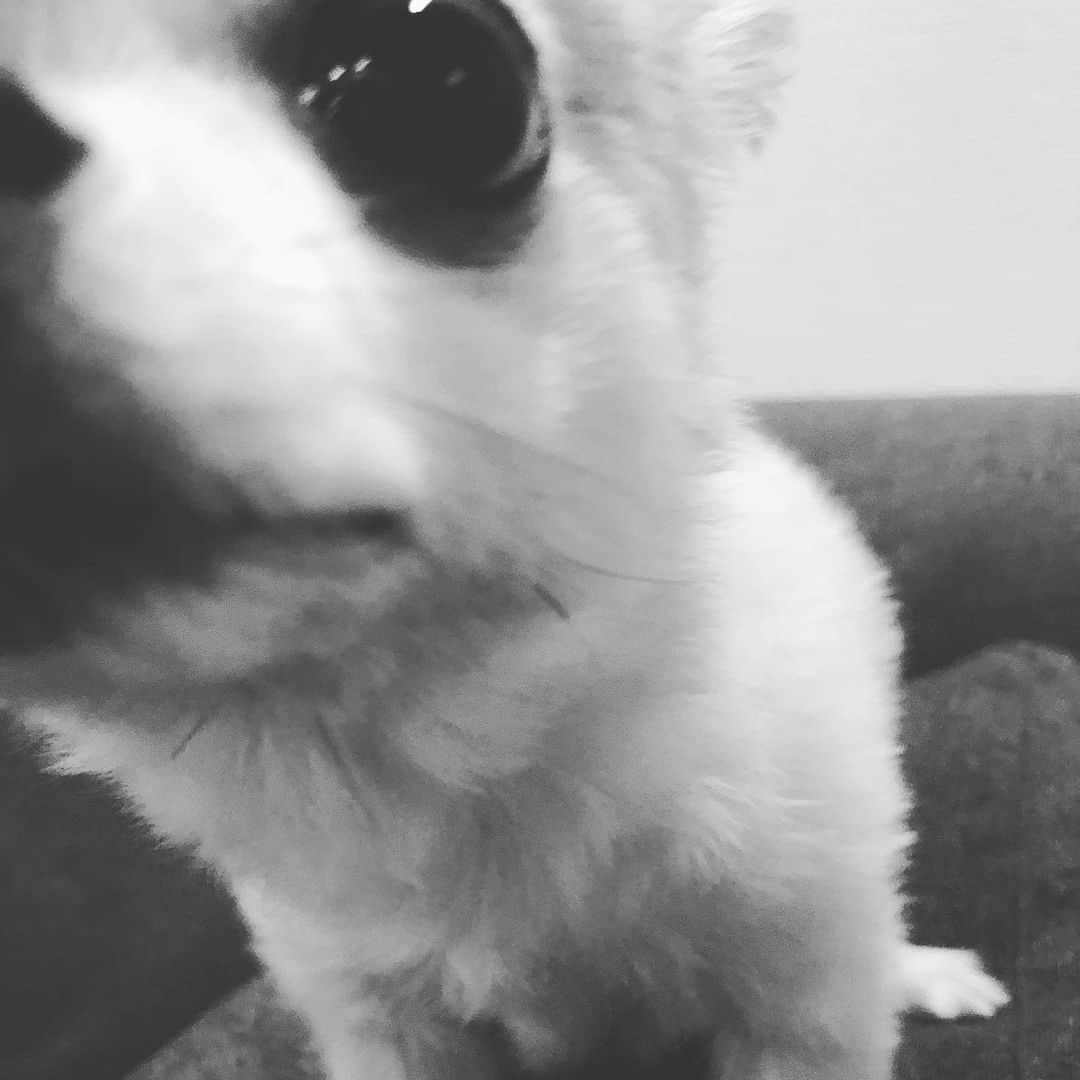 橋本塁さんのインスタグラム写真 - (橋本塁Instagram)「おはようございます🌞 ポルカは朝からおやつ貰えてご機嫌です。  さて、朝ランニングへ。スローモーション、なんポルの野生感を感じるから好き。 #ポルカ　#chihuahua #dog #犬　#イヌ　#チワワ」4月10日 6時07分 - ruihashimoto