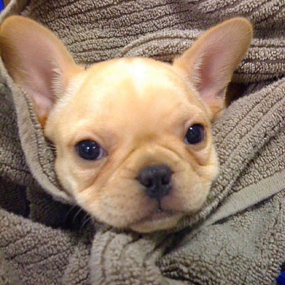 Hamlinのインスタグラム：「#tbt to the time my humans picked me up to take me to my forever home. I’ll never forget that day as it was the start of my epic journey with my family. ❤️ .......... #throwback #puppylove #miniloaf」