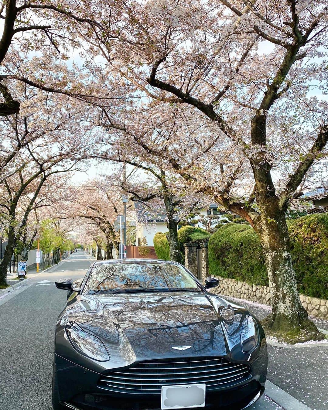 山岸久朗さんのインスタグラム写真 - (山岸久朗Instagram)「今年咲く桜はかわいそう。 #桜と車  #愛車 #アストンマーチンdb11  #山岸久朗 #山岸弁護士」4月10日 7時06分 - yamaben