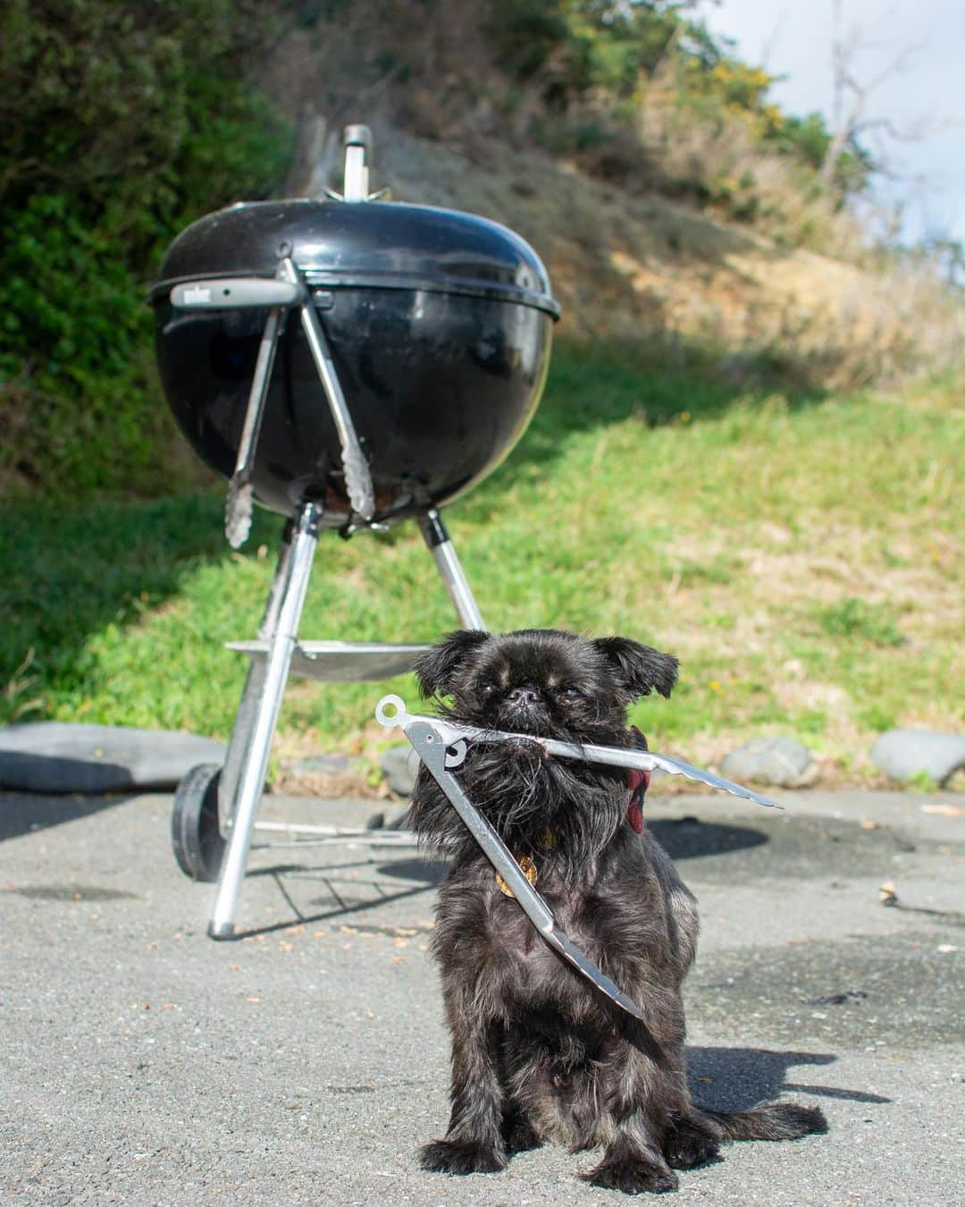 Digby & Aloさんのインスタグラム写真 - (Digby & AloInstagram)「#lowandslow @firstlightgrassfed wagyu brisket because it’s not like we have anything else to do 🤷🏼‍♂️」4月10日 8時04分 - digbyvanwinkle