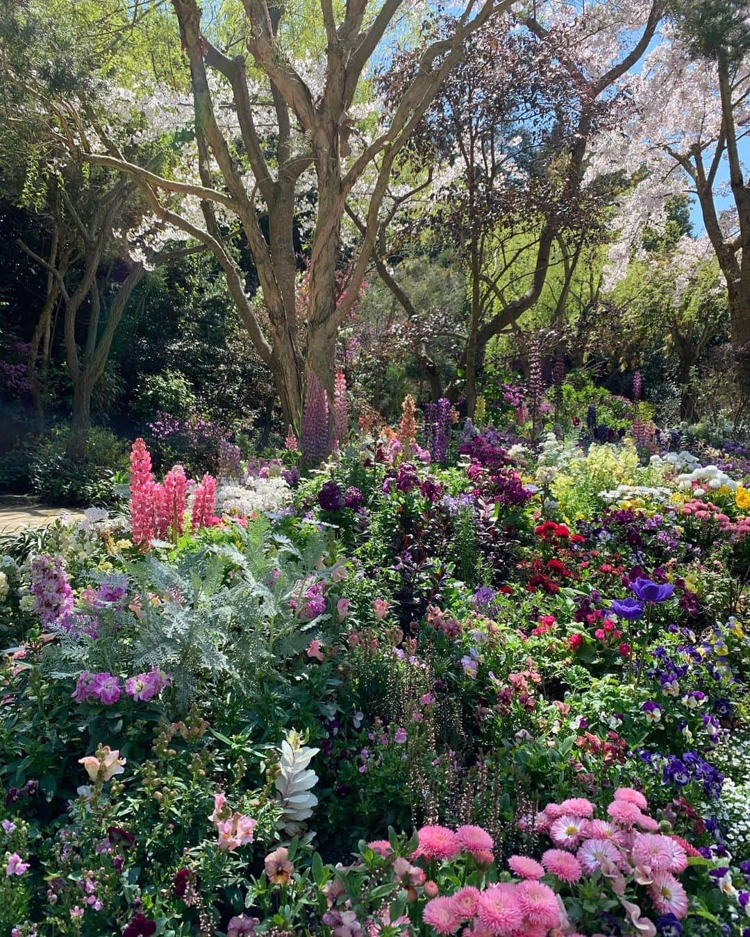 東麻美さんのインスタグラム写真 - (東麻美Instagram)「春の花🌸🌼🌷 ・ 綺麗で綺麗で。 じ〜ん。  #flower#spring#beautiful#lovelyday」4月10日 19時13分 - asamihigashi