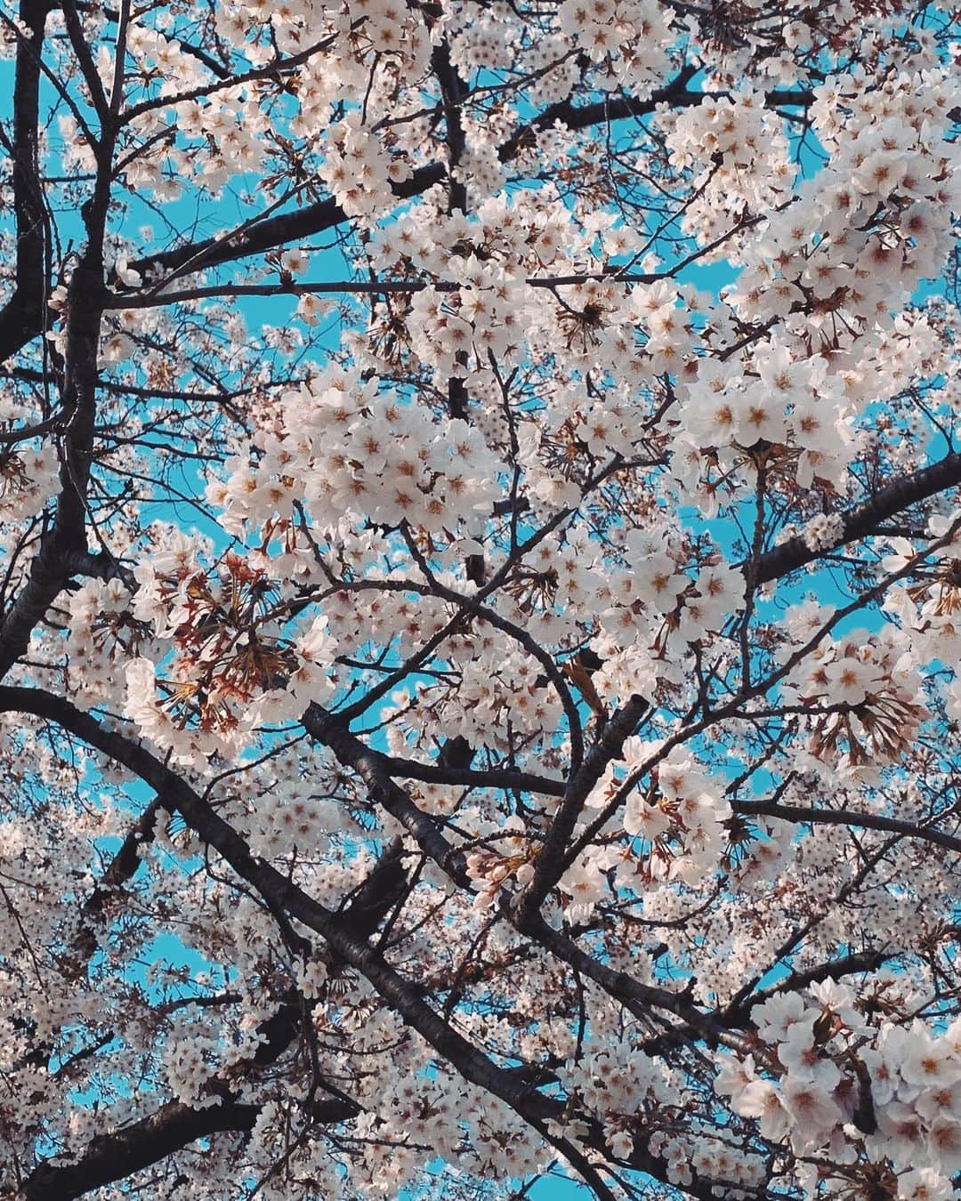 小池真友さんのインスタグラム写真 - (小池真友Instagram)「#コロナウイルスが早く終息しますように . 最近の買い物の様子。桜はもう散ってしまったけれど、来年また皆で元気に見れることを祈って…🌸🙏」4月10日 17時45分 - koikemayu_