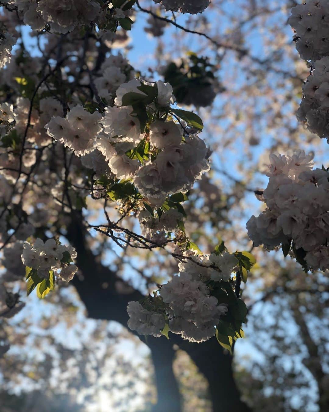 木下ココさんのインスタグラム写真 - (木下ココInstagram)「桜の花って見上げて見てるのに なんで裏側が見えないんだろ。 ・ 不思議に思って、 「桜下向きに咲いてる？」って調べたら、 本当に下向きに咲いてた🤭🌸🌸 ・ ・ #桜 #さかさま #不思議 #2020春 #犬の散歩 #cherryblossom  #綺麗 #木下ココ」4月10日 17時59分 - cocot_chan