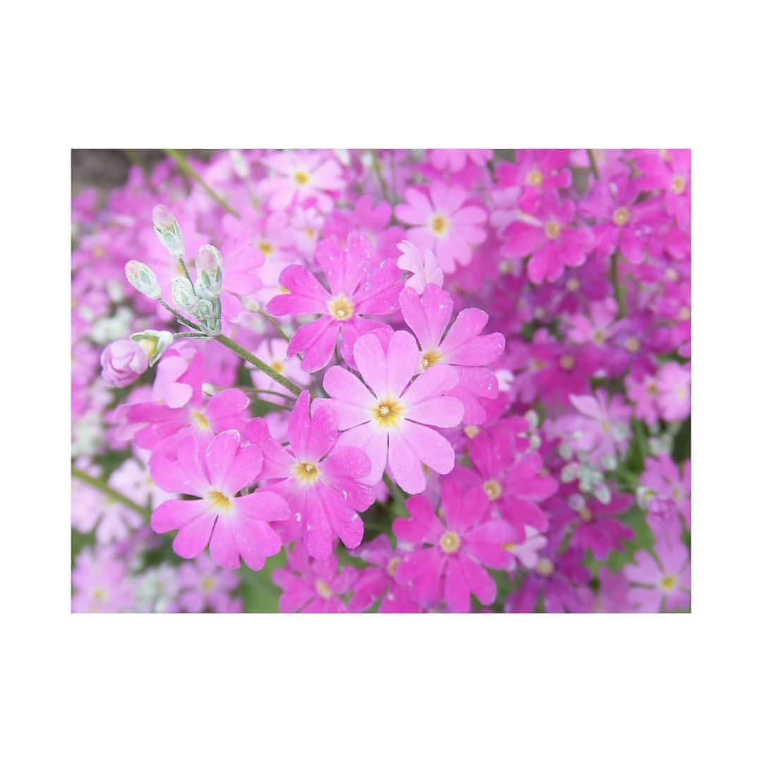 花村怜美のインスタグラム：「#桜草 #サクラソウ #花 #植物 #自然 #primrose #flower #flowers #flowerstagram #nature #pretty #plants」