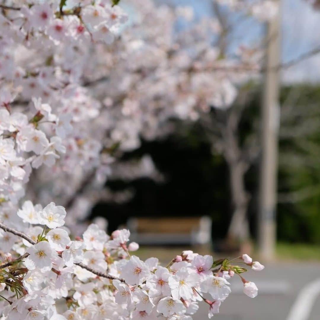 平成医療福祉グループさんのインスタグラム写真 - (平成医療福祉グループInstagram)「いつものようにお花見ができないこの春ですが、グループ施設・病院に咲いた桜でお花見しませんか🌸 --- 期間限定企画 「HMWお花見紀行」 第1回【博愛記念病院（徳島県徳島市）】 --- 博愛記念病院をぐるりと囲むように植えられた桜の木。 患者さんや近隣のみなさんの目を楽しませています☺️ 例年は、隣接施設の利用者さんがお花見をする光景も見られるそうです🍡 すぐ近くを通るJR牟岐線の踏切の音も聞こえ、おだやかな情景に🚃 来年の桜も楽しみですね🌸 --- #平成医療福祉グループ #HMW #お花見紀行 #絶対に見捨てない #医療 #福祉  #博愛記念病院 #徳島県 #徳島市 #勝占町 #リハビリテーション #病院 #チーム医療 #慢性期 #回復期 #内科 #整形外科 #リハビリテーション科  #お花見 #インスタ花見 #おうち花見 #おうちで花見 #自宅待機を楽しもう #おうち時間 #家にいよう #stayhome #コロナに負けるな #春ですね #来年の春は #お花見しましょう🌸」4月10日 18時01分 - hmw_group