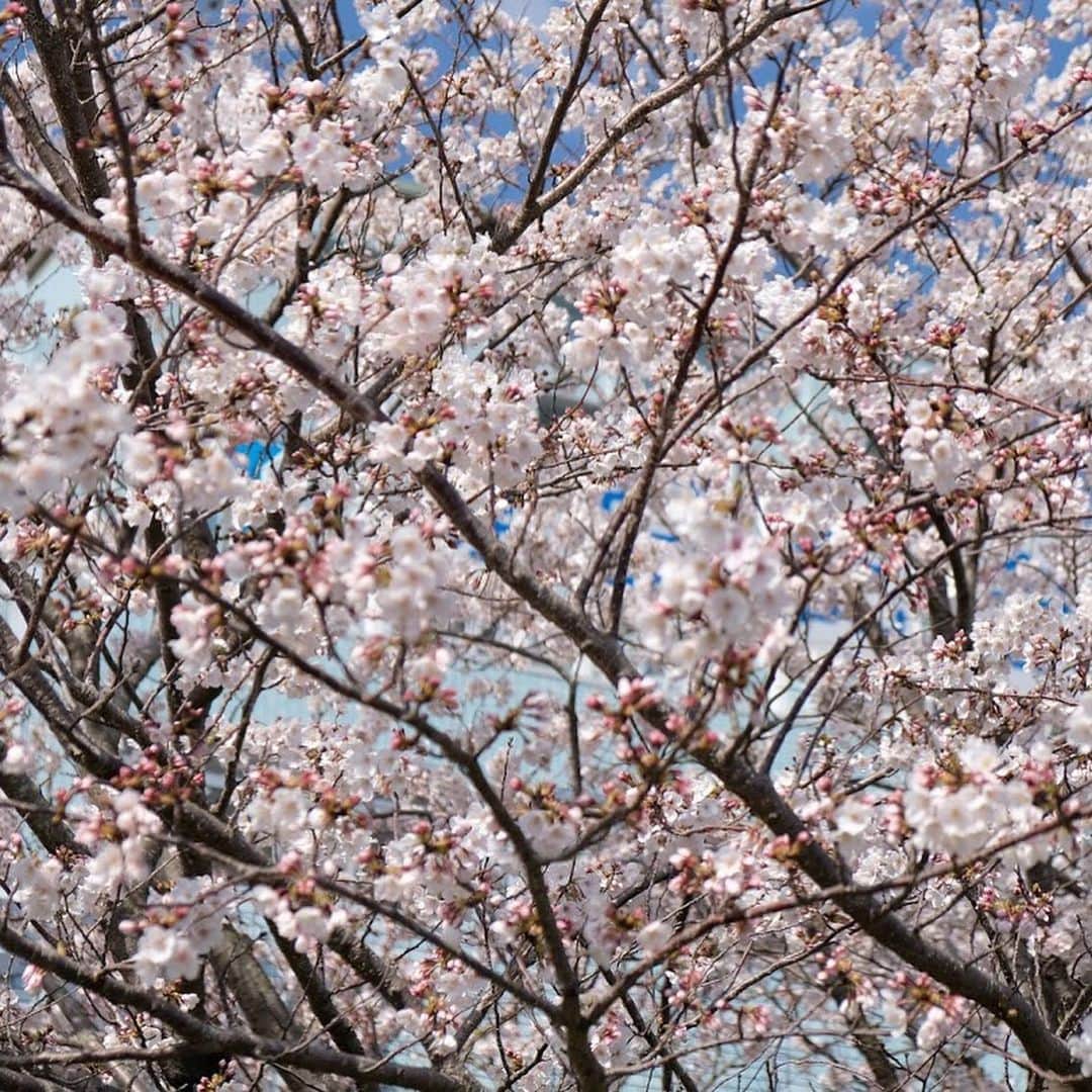 平成医療福祉グループさんのインスタグラム写真 - (平成医療福祉グループInstagram)「いつものようにお花見ができないこの春ですが、グループ施設・病院に咲いた桜でお花見しませんか🌸 --- 期間限定企画 「HMWお花見紀行」 第1回【博愛記念病院（徳島県徳島市）】 --- 博愛記念病院をぐるりと囲むように植えられた桜の木。 患者さんや近隣のみなさんの目を楽しませています☺️ 例年は、隣接施設の利用者さんがお花見をする光景も見られるそうです🍡 すぐ近くを通るJR牟岐線の踏切の音も聞こえ、おだやかな情景に🚃 来年の桜も楽しみですね🌸 --- #平成医療福祉グループ #HMW #お花見紀行 #絶対に見捨てない #医療 #福祉  #博愛記念病院 #徳島県 #徳島市 #勝占町 #リハビリテーション #病院 #チーム医療 #慢性期 #回復期 #内科 #整形外科 #リハビリテーション科  #お花見 #インスタ花見 #おうち花見 #おうちで花見 #自宅待機を楽しもう #おうち時間 #家にいよう #stayhome #コロナに負けるな #春ですね #来年の春は #お花見しましょう🌸」4月10日 18時01分 - hmw_group