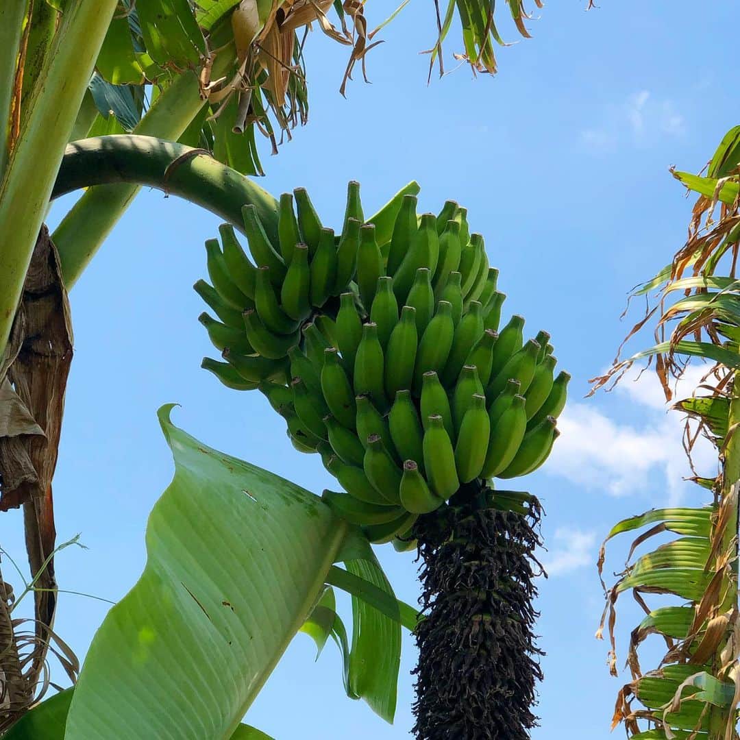 田中律子さんのインスタグラム写真 - (田中律子Instagram)「お庭のバナナ🍌が、2箇所で実がついて、いつ収穫できるか楽しみな毎日🍌🍌 2枚目の写真のバナナがいい感じ🙌  先月25日に沖縄に撮影で帰ってきてから、ずっと沖縄ライフ🌞🏝今月はずっと沖縄ライフになるな…こんなに長く沖縄にいるのは、初めて🤭波の動画のみんなのコメントを見たら…気持ちいい動画いっぱいアップしますね。少しでも、癒しの時間になるように🙏  #okinawajapan  #mysweethome  #beachlife🌴  #海のある暮らし  #banana  #バナナ🍌  #無農薬バナナ  #早く食べたい  #コロナに負けるな」4月10日 18時08分 - ri2kotanaka