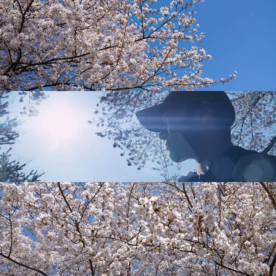 Takahiroのインスタグラム：「🌸🌸🌸ㅤ The #cherryblooms are fluttering in the wind. ㅤ ㅤㅤㅤㅤㅤㅤIn the peaceful light ㅤㅤㅤOf the ever-shining sun ㅤIn the days of spring,ㅤ ㅤㅤ Why do the cherry's new-blown bloomsㅤ ㅤㅤㅤㅤㅤㅤScatter like restless thoughts? ㅤㅤㅤ ㅤ ㅤㅤ久方ノ 光ノドケキ 春ノ日ニ ㅤ ㅤㅤㅤㅤㅤㅤㅤシヅ心ナク 花ノ散ルナム ㅤㅤ ㅤ ㅤ 人も惜し 人も恨し あぢきなくㅤ ㅤㅤ 世を思ふゆゑにㅤ物思ふ身は ─ㅤ ㅤ ㅤ ┈┈┈┈┈┈┈┈┈┈┈┈┈┈┈┈ㅤ #Japan #Flower #spring #love #sakura #flowersstagram  #nature #日本 #桜 #フラワー #東京カメラ部 #ファインダー越しの私の世界」