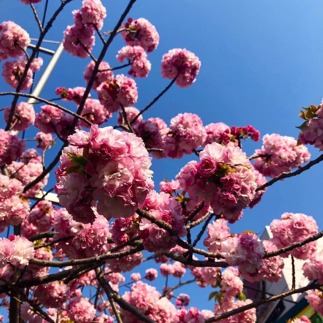 千秋さんのインスタグラム写真 - (千秋Instagram)「普通の桜が散る頃に咲く、もりもりっとしたこの桜が大好き🌸💕 #もりもり桜 #桜 #cherryblossom」4月10日 18時37分 - chiaki77777