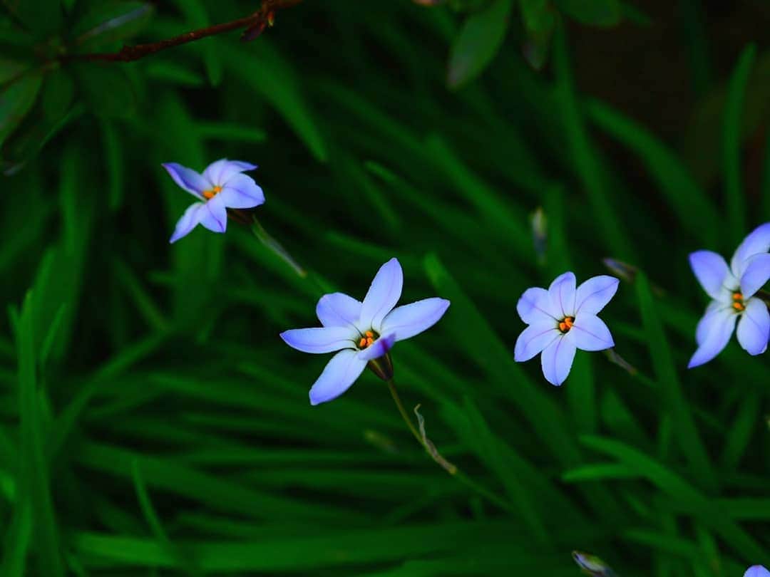 柚月美穂のインスタグラム：「#randompic . . つくしを久しぶりに見たなぁ。 . . #flower #Japanese #Actor #cameraman #camerawoman #picoftheday #instagood #fashion #happy #followme #follow #art #me #instadaily #style #photography #fun #instalike #igersInstagrammers #photo #tokyo #japan #TLを花でいっぱいにしよう #FlowersforHana」