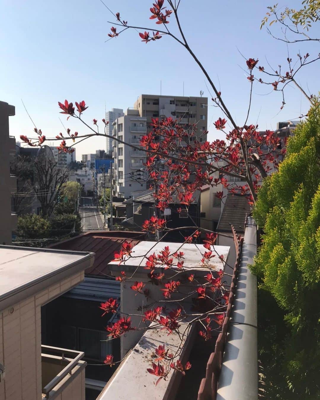 キャシー中島さんのインスタグラム写真 - (キャシー中島Instagram)「*﻿ 屋上の花も綺麗に咲いています。﻿ にゃにゃ吉のお気に入りの場所はここ、#アネモネ が咲いています。﻿ ﻿ あら、にゃにゃもドゥもサラダ食べる時間なのね❣️﻿ ウタはマイペースねぇ。﻿ エニシダが綺麗です。﻿ フジの花も咲き始めました。﻿ ﻿ 裏の方には、﻿ このてひば、スモーキーツリー、シャラの木などがあります。﻿ 夏になるとシャラの木が気持ちの良い日陰を作ってくれます。﻿ 小さな庭ですけど、毎日私たちを癒してくれるのです。﻿ ﻿ 今日の私です。﻿ この頃ちゃんとお化粧をしていなくて。﻿ お化粧の仕方忘れそうですね！﻿ ﻿ #キャシー中島#キャシーマム﻿ #kathynakajima#kathymom﻿ #朝の庭#お庭﻿ #おうち時間#勝野家のネコたち﻿ ﻿」4月10日 10時39分 - official_kathynakajima