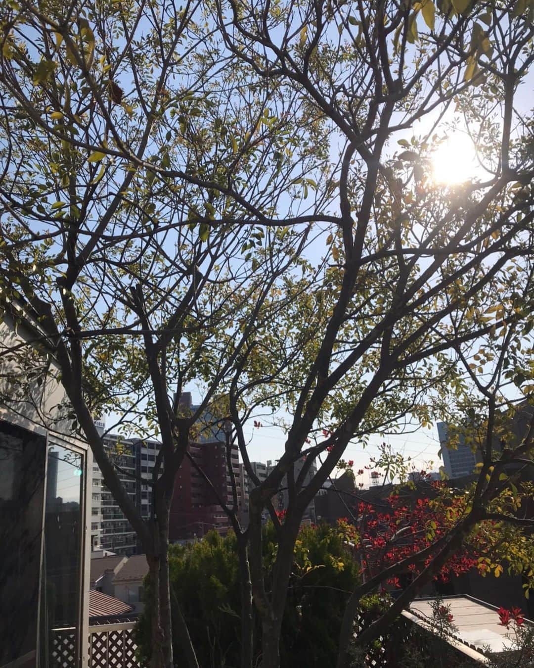 キャシー中島さんのインスタグラム写真 - (キャシー中島Instagram)「*﻿ 屋上の花も綺麗に咲いています。﻿ にゃにゃ吉のお気に入りの場所はここ、#アネモネ が咲いています。﻿ ﻿ あら、にゃにゃもドゥもサラダ食べる時間なのね❣️﻿ ウタはマイペースねぇ。﻿ エニシダが綺麗です。﻿ フジの花も咲き始めました。﻿ ﻿ 裏の方には、﻿ このてひば、スモーキーツリー、シャラの木などがあります。﻿ 夏になるとシャラの木が気持ちの良い日陰を作ってくれます。﻿ 小さな庭ですけど、毎日私たちを癒してくれるのです。﻿ ﻿ 今日の私です。﻿ この頃ちゃんとお化粧をしていなくて。﻿ お化粧の仕方忘れそうですね！﻿ ﻿ #キャシー中島#キャシーマム﻿ #kathynakajima#kathymom﻿ #朝の庭#お庭﻿ #おうち時間#勝野家のネコたち﻿ ﻿」4月10日 10時39分 - official_kathynakajima