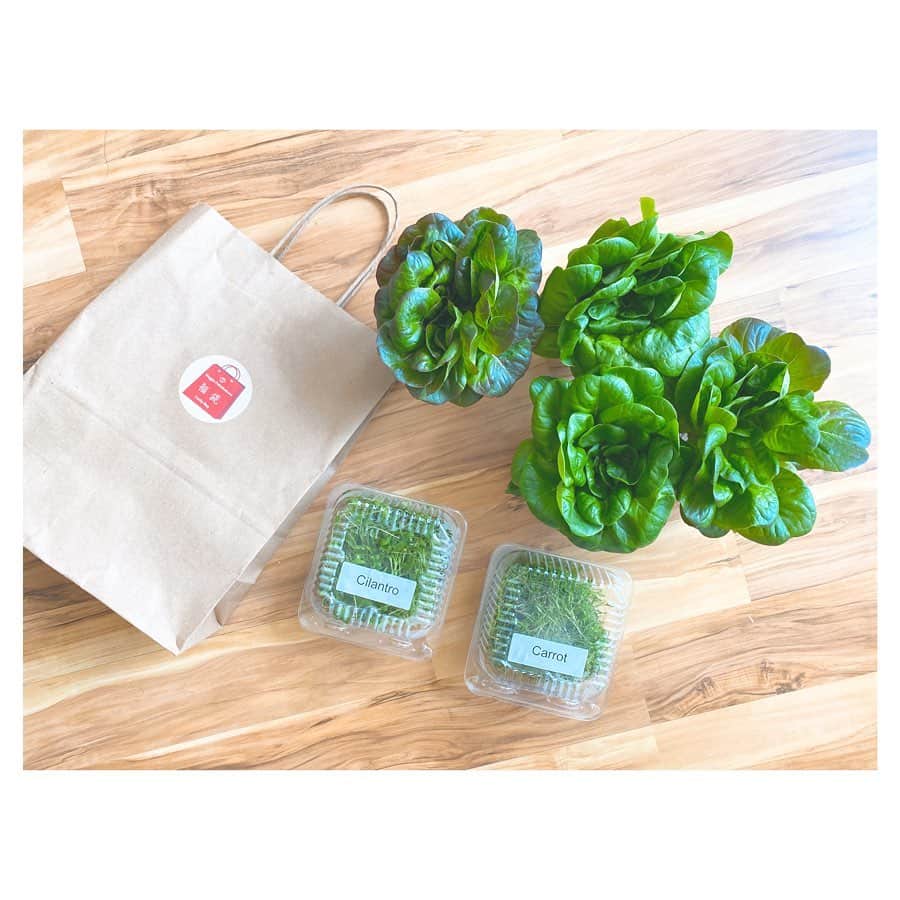 荒川れん子のインスタグラム：「Support Local!! FUKUBUKURO from @metrogrowhawaii 🥬 Check my blog link in my prof page😊 普段はレストランやお店にしか卸していない @metrogrowhawaii さんのお野菜。お得な福袋で販売されています。お花みたいなサラノバ・バター・レタスの美しさったら😍 . #詳しくはブログで . . #hawaii #luckywelivehawaii #hawaiilife #foodie #green #organic #lifeisajourney #instahawaii #blog #supportlocal #farmtotable #hydroponics #vegetables #quarantine #ハワイ #ハワイ生活 #ハワイ暮らし #日々の暮らし #ハワイ好き #ハワイ情報 #自宅待機 #外出禁止 #頑張れハワイ #野菜 #水耕栽培 #期間限定 #ヘルシーライフ #おうち時間 #サラダ好き」
