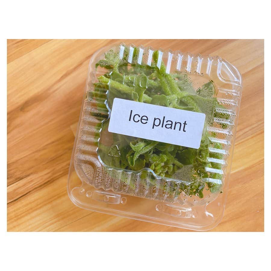 荒川れん子さんのインスタグラム写真 - (荒川れん子Instagram)「I also bought Ice Plant since it was not included in Fukubukuro this time. It’s yummy with poke😋 さっきの福袋 @metrogrowhawaii 、今回残念ながらアイスプラントが含まれていなかったけど、どうしても食べたくなり別で購入。ポケサラダにしたら凄〜〜く美味しかったです💕アイスプラントの塩気が癖になる！✨ . #詳しくはブログで . . #hawaii #luckywelivehawaii #hawaiilife #foodie #foodporn #poke #lifeisajourney #instahawaii #blog #supportlocal #farmtotable #quarantine #homecooking #ハワイ #ハワイ生活 #ハワイ暮らし #日々の暮らし #ハワイ好き #自宅待機 #外出禁止 #頑張れハワイ #野菜 #ポケ #水耕栽培 #期間限定 #ブログ #おうち時間 #おうちごはん #サラダ好き」4月10日 11時45分 - renren_hawaii