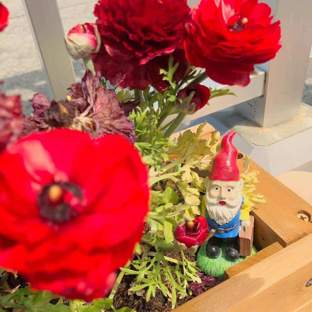 横山エリカさんのインスタグラム写真 - (横山エリカInstagram)「Meet Mr. Gnome🍄He's a tiny garden gnome that's been nesting in my garden for quite a while now. Today he told me that he's decided to go off on a solo trip around the world🌏(don't worry, he's immune to the virus) Unfortunately I'm stuck at home, but he's promised to send me pictures of his adventure✈️ Safe travels, Mr. Gnome! . . 彼はノームさん🍄何年か前からうちの庭に住みついている小人さんです。これから一人で世界を旅する！と打ち明けられました🌏(ウィルスに感染する事はないので心配ご無用) 残念ながら私はしばらくおうち時間を続けますが、代わりにノームさんが旅先から写真を送ってくれるようです✈️ ノームさん、気をつけていってらっしゃい！ . .  #gnome #gardengnome #travellinggnome #whereismygnome #worldtraveller #roaminggnome #gnoming #gartenzwerge #freethegnome #missinggnome #amelie #travellingwithoutmoving #whereintheworldismrgnome #ノーム人形 #ガーデンノーム #庭小人 #旅するノーム #旅するガーデンノーム #アメリ #世界旅行 #ひとり旅」4月10日 11時56分 - erika0630