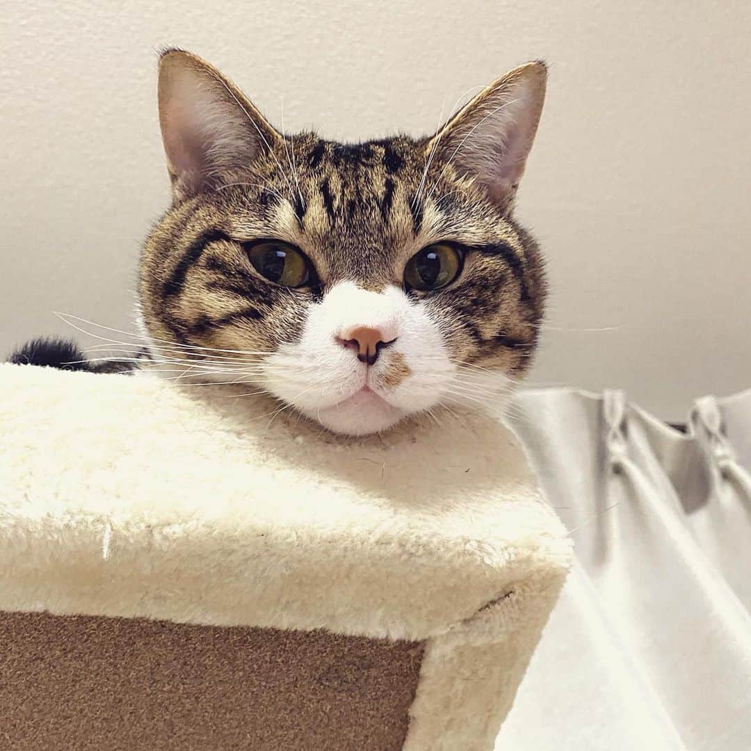 野本かりあのインスタグラム：「今日も監視されています。 何処かで『猫は宇宙から来たスパイである』という、都市伝説的な話を読んだけど、満更でも無いかも。 毎日、静かに、任務を遂行しているのだ。#lukarly #catsofinstagram #にゃんすたぐらむ」