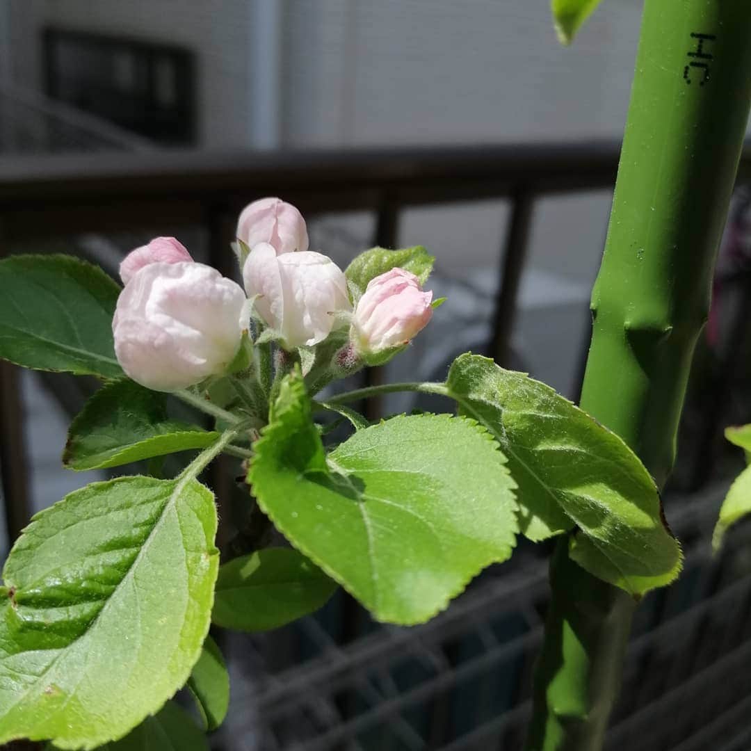 翠千賀さんのインスタグラム写真 - (翠千賀Instagram)「おはよう❤お庭のりんごの花が咲いたー❤ 嬉しくてInstagramに載せちゃう（笑）#花　#りんご　#りんごの花　#庭　#うれしい #apple #flower  #mela  #fiore #おはなすきなひととつながりたい」4月10日 12時41分 - chika.midori