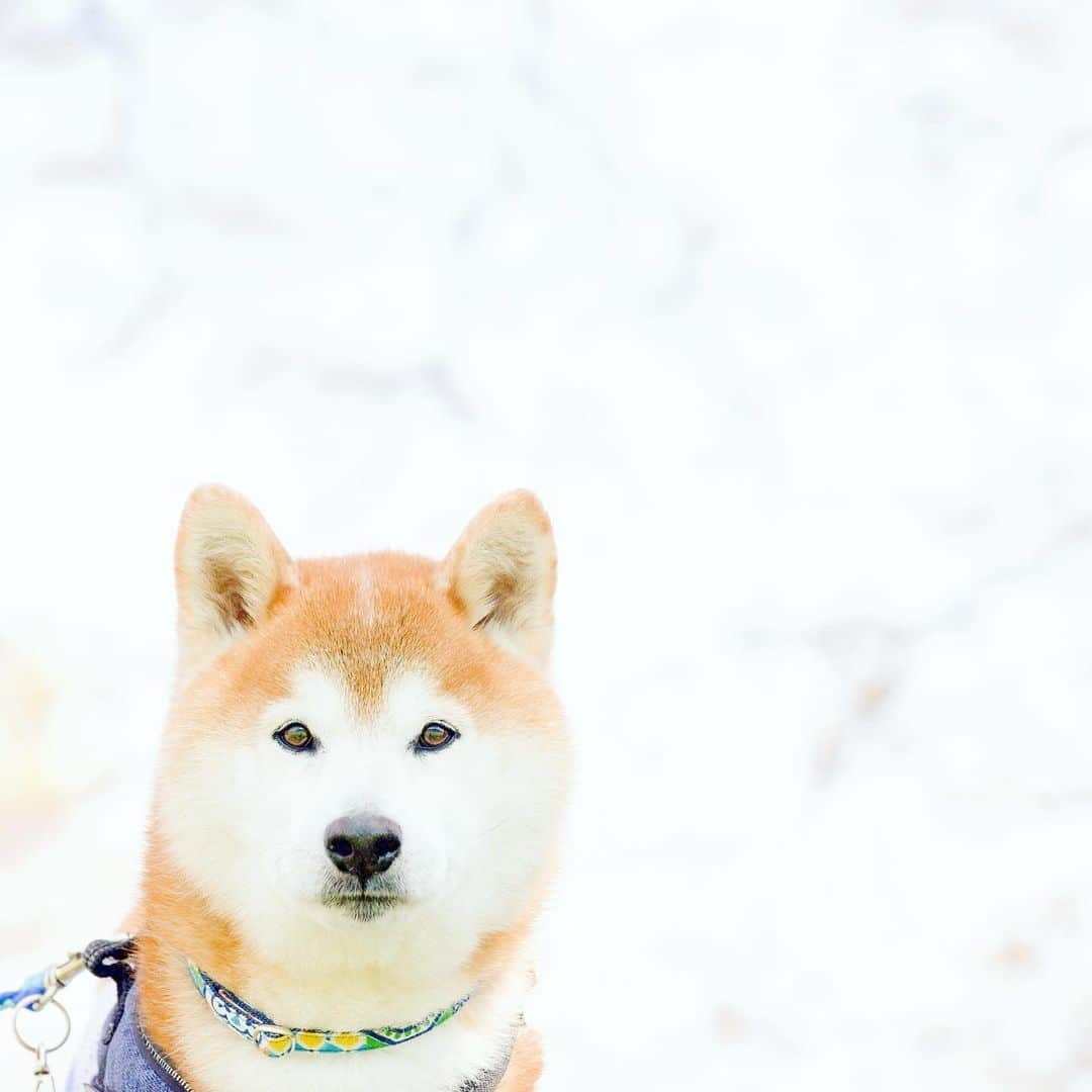 BlackRed shibasさんのインスタグラム写真 - (BlackRed shibasInstagram)「Stay at home. . お出かけは少しの間我慢です。 . . . #nikon #neneandmusashi2020  #ニコン #nikond810 #sakura #cherryblossom #cute #lovely #sky #dog #shibainu #shiba #柴犬 #しばいぬ #dog #日本犬 #happy #桜」4月10日 12時35分 - black_red_jp