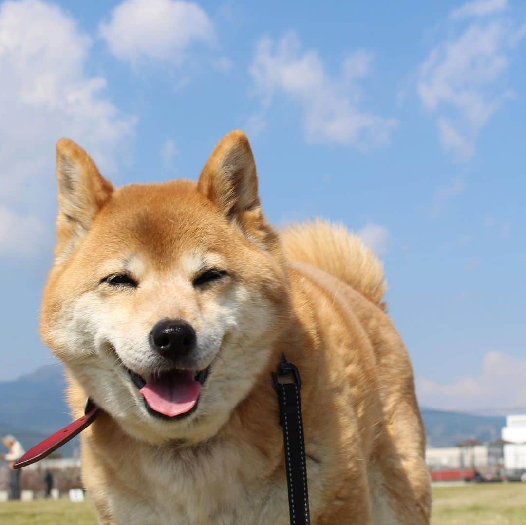 beis0816さんのインスタグラム写真 - (beis0816Instagram)「ハロハロパイン〜 14歳、元気にしております 家族みんながお家にいるから、ハッピーパイン #柴犬　#shibainu」4月10日 12時55分 - konatsu_pine_happy