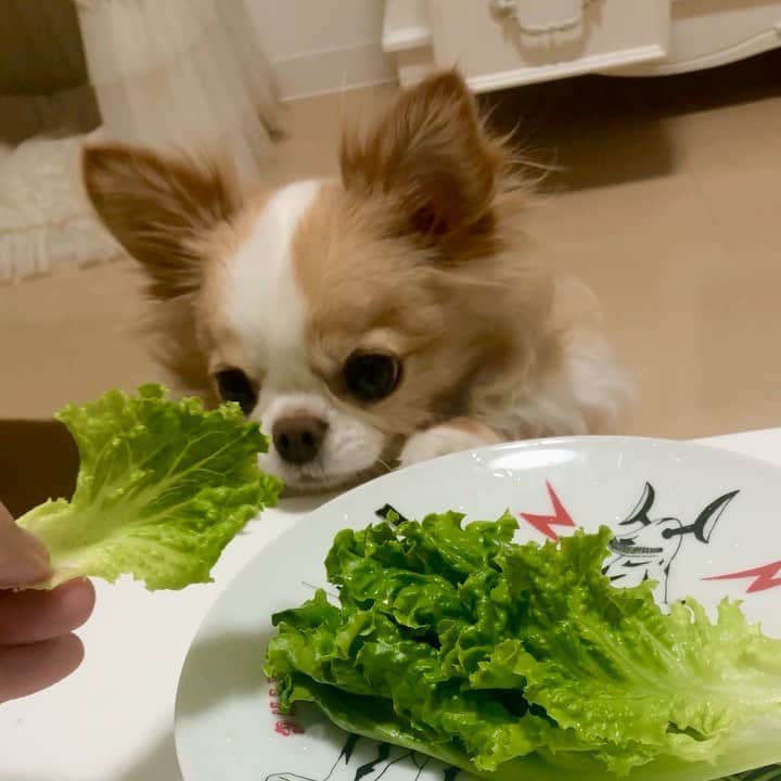 のインスタグラム：「ぼくはその味を知ってしまっているでしゅ🥬 ・ ・ ・  I love lettuce❤️ #レタス倶楽部 #🥬」