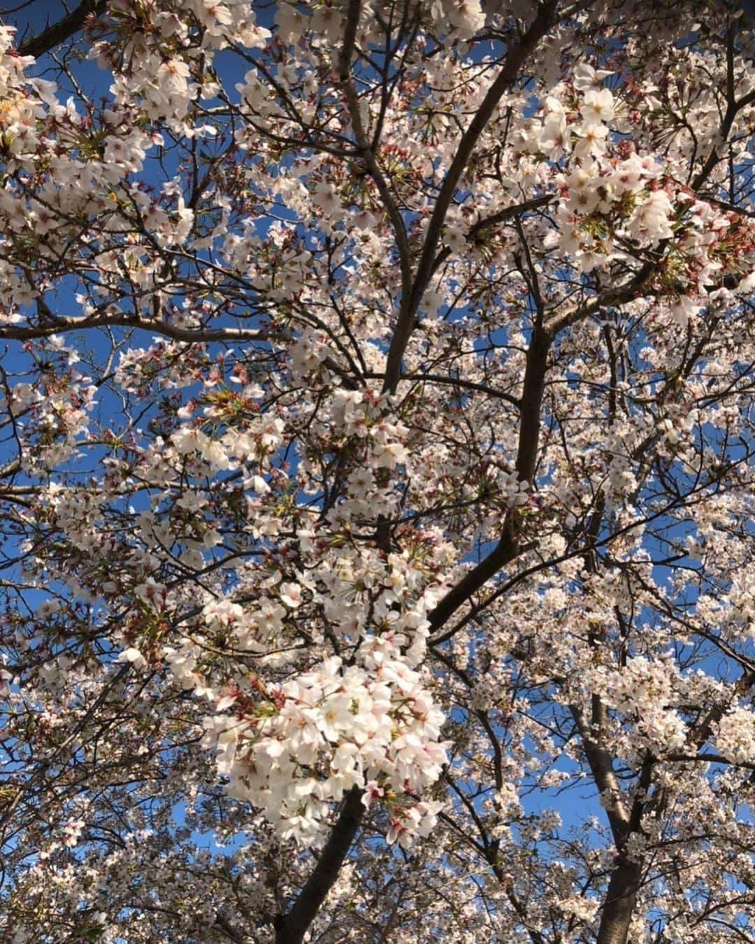 石川紗由さんのインスタグラム写真 - (石川紗由Instagram)「🍒 ・ 家の近くに桜が🌸🍃 届きそうで届かなかった😐...。 ・ 今日は運動のためにお家の庭でなわとびをしました‪!! 二重跳びの練習をしたけどなかなか飛べない😭💧 ・ #桜#春#運動#縄跳び#二重跳び#レプロエンタテインメント#レプロ」4月10日 19時23分 - lespros_sayu