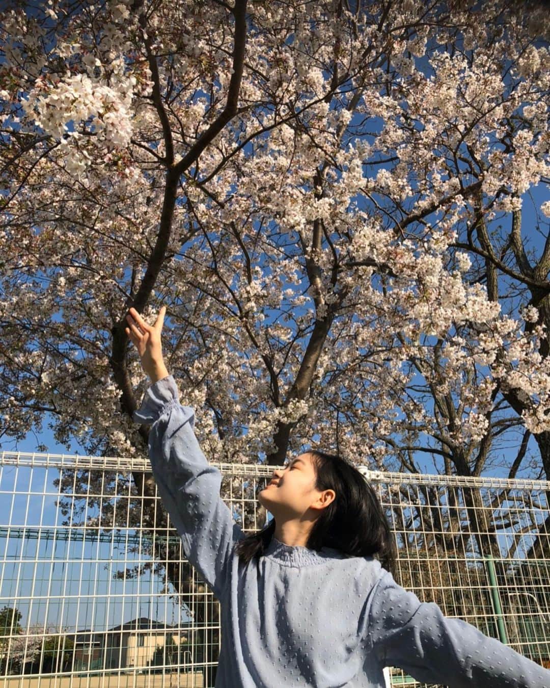 石川紗由のインスタグラム：「🍒 ・ 家の近くに桜が🌸🍃 届きそうで届かなかった😐...。 ・ 今日は運動のためにお家の庭でなわとびをしました‪!! 二重跳びの練習をしたけどなかなか飛べない😭💧 ・ #桜#春#運動#縄跳び#二重跳び#レプロエンタテインメント#レプロ」