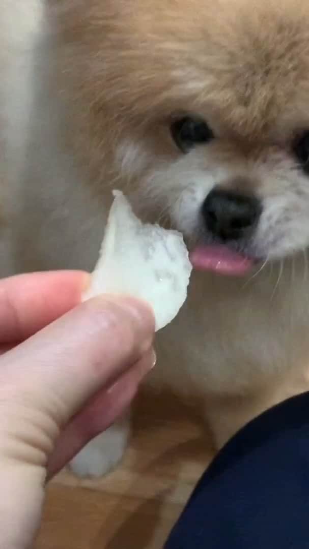 Ella Chuffyのインスタグラム：「Ella and Chuffy’re having their fruits of the day. #ellachuffy #happy . . . . . . . . . #ellachuffy #pet #petstagram #pomeranianpage #pomeraniansofinstagram #dogsofinstaworld #stayhome #cutedogs #pomeranian_lovers #pomeranianlife #pomeranianworld #teddybeardog #pomeranian #puppylove #aplacetolovedogs #dogoftheday #justpomeranians #fluffypack #dogoftheday #anmlsposts #thedailypompom #picoftheday #iflmdog #犬 #狗 #everydaydoglover  #pomeranianww #justpomeranians @justpomeranian @tinnypaws #pomeranian_moments」
