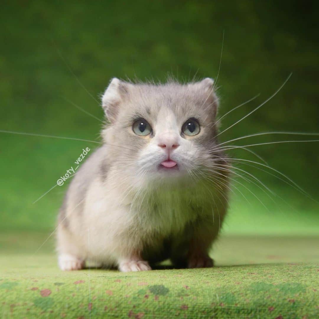 スノーのインスタグラム：「My real identity 🐭 ・ by @koty_vezde  #違和感なし  #catsofinstagram #cats_of_instagram #catstagram #meowed #cat #cats #kucing #gato #chat #catloversclub #catlover #9gag #weeklyfluff #pleasantcats #kedi #katze #kawaii #neko #instagramjapan #고양이 #кот #แมว #猫 #猫バカ #ふわもこ部」