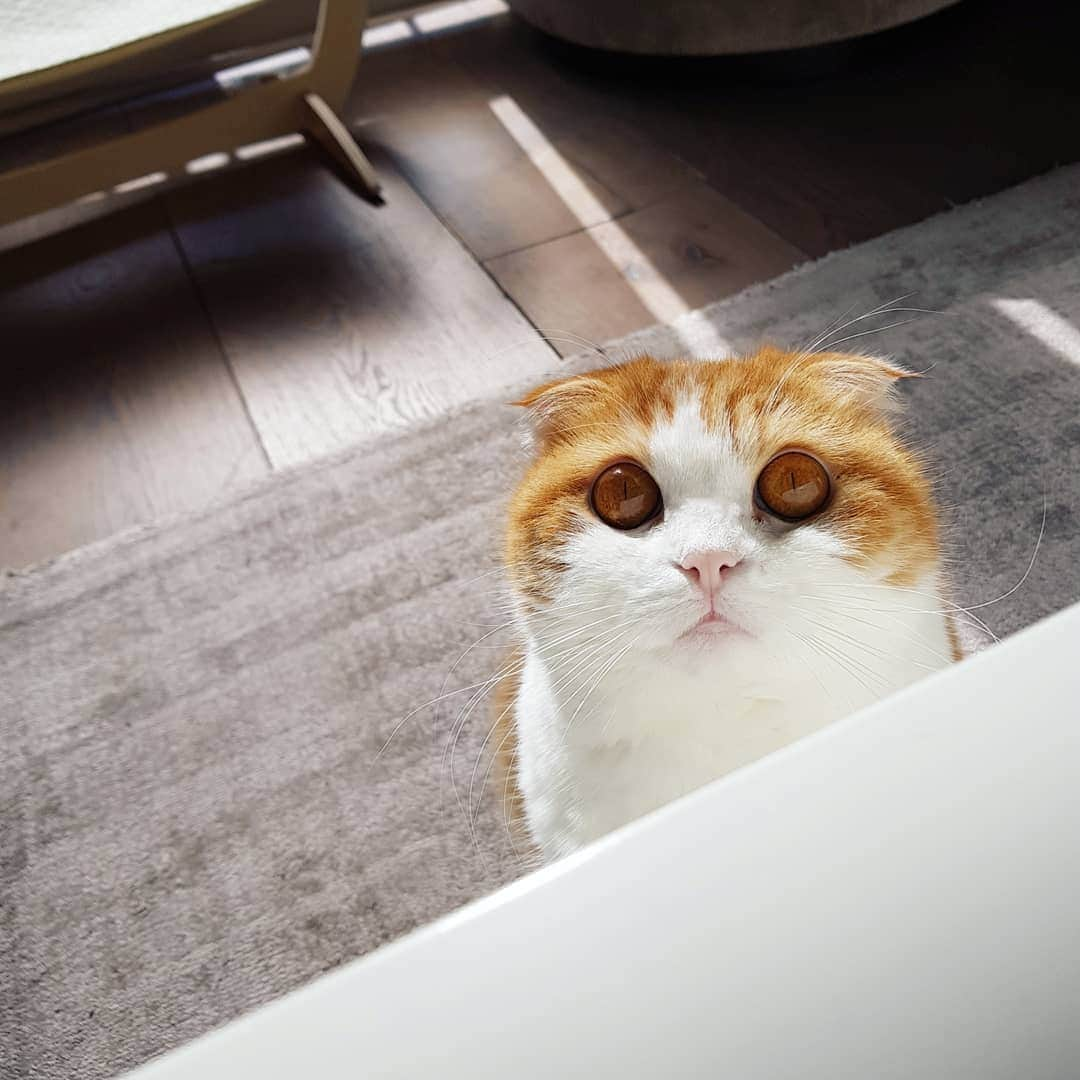 Nana _The Scottish Foldさんのインスタグラム写真 - (Nana _The Scottish FoldInstagram)「Is everyone staying safe?🏘 다들 무사하냐옹 . . #고양이 #猫 #ねこ #スコ #cat #cats #catstagram #catsofinstagram #instagramcats #instacat #bestmeow #catoftheday #catsofworld #catsloversworld #catsofday #냥스타그램 #또앙 #귀여워 #냥이 #caturday #gatos #cats_of_instagram #ilovemycat #catselfie #kittensofinstagram #kittens #catsdaily #kucing #londoner」4月10日 19時20分 - ciao_nana