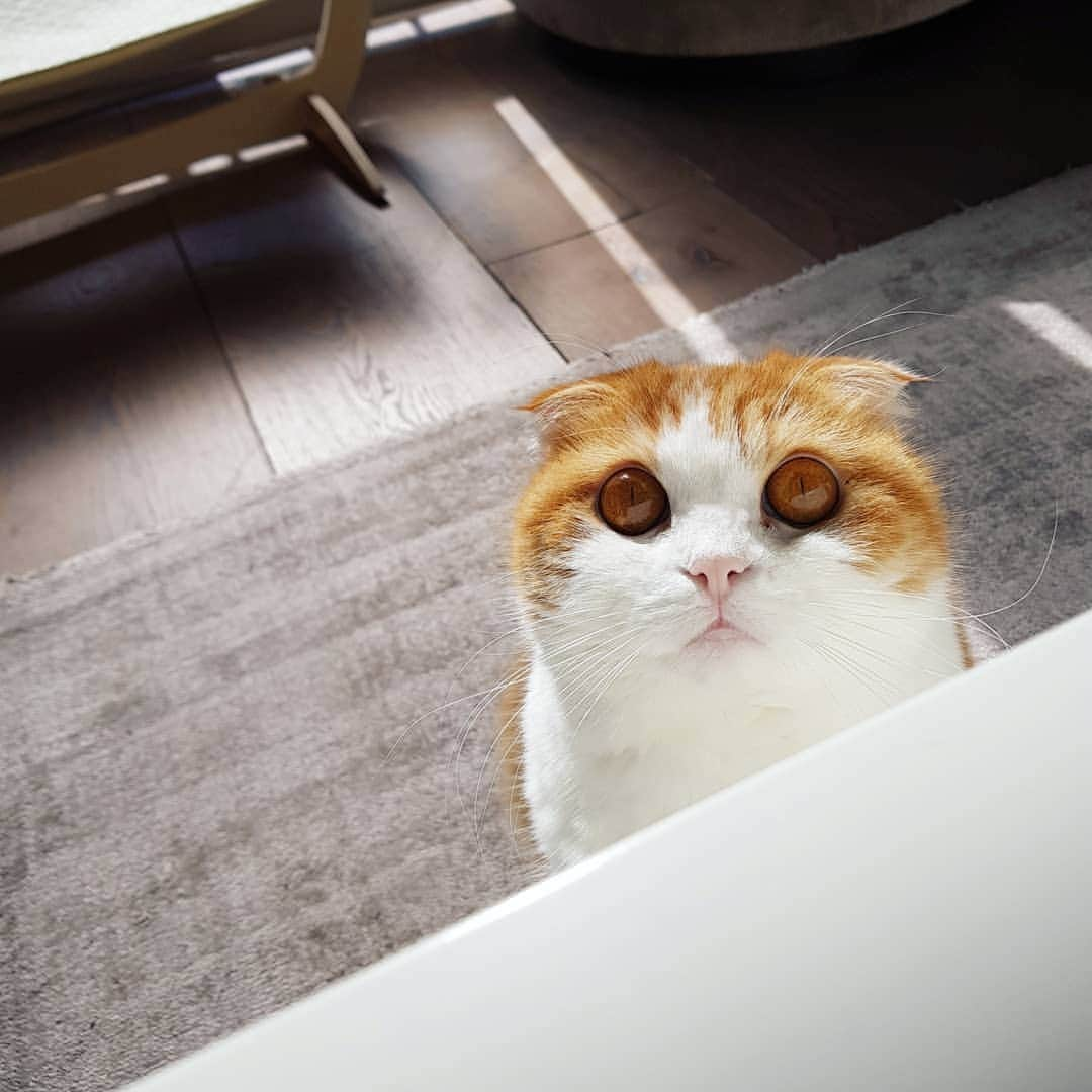 Nana _The Scottish Foldのインスタグラム：「Is everyone staying safe?🏘 다들 무사하냐옹 . . #고양이 #猫 #ねこ #スコ #cat #cats #catstagram #catsofinstagram #instagramcats #instacat #bestmeow #catoftheday #catsofworld #catsloversworld #catsofday #냥스타그램 #또앙 #귀여워 #냥이 #caturday #gatos #cats_of_instagram #ilovemycat #catselfie #kittensofinstagram #kittens #catsdaily #kucing #londoner」