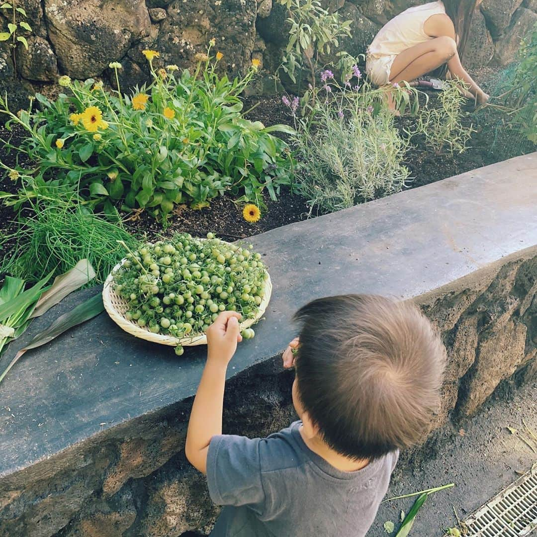 吉川ひなのさんのインスタグラム写真 - (吉川ひなのInstagram)「今日のお庭での収穫😊  #HinanoSustainableLife #Hinano自給自足Life #プチ自給自足」4月10日 14時03分 - hinanoyoshikawa