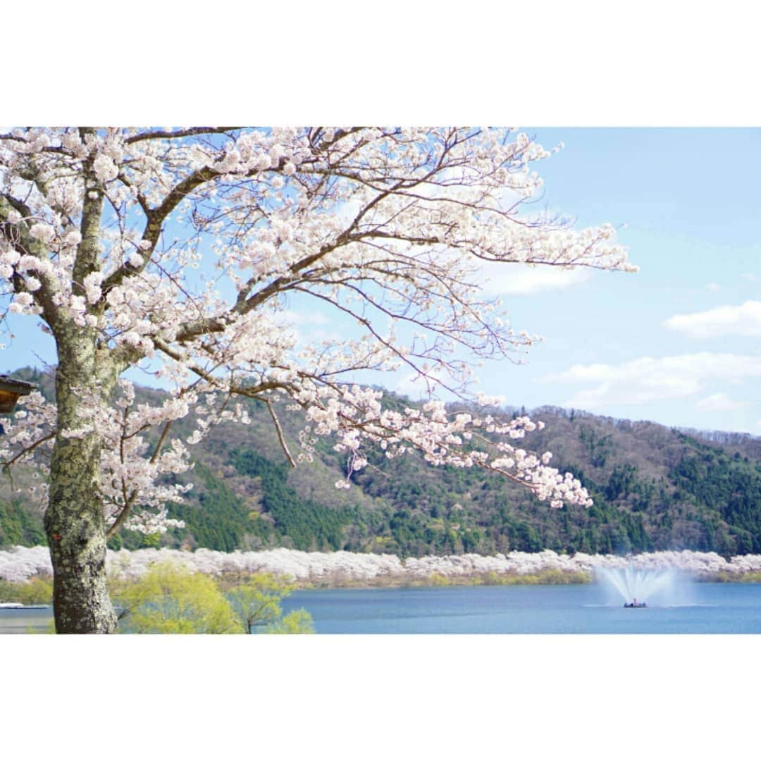 清水のぶよさんのインスタグラム写真 - (清水のぶよInstagram)「, 桜の別名は 夢見草（ゆめみぐさ） 桜の花にうっとり見惚れてしまう様子から その名がついたようです。 , 満開を過ぎ、  はらはらと舞い落ちる花びらが 桜吹雪になるのも うっとりする光景です。 , #桜 #桜の季節  #桜🌸  #桜満開  #桜好き #春 #春カラー #新年度 #cherryblossom  #sakura  #spring  #japan #広島 #広島県 #sony #sonyα6000  #α6000 #美しい #日本語 #美しい日本語 #言葉」4月10日 14時25分 - meika_shimizu
