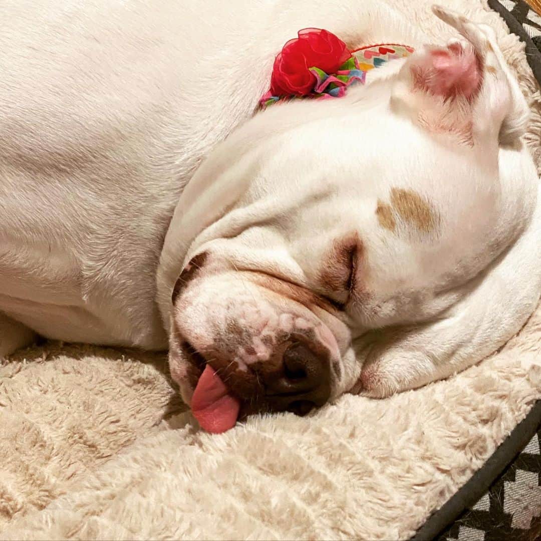 マイク・シノダのインスタグラム：「Sleep well, everybody.」
