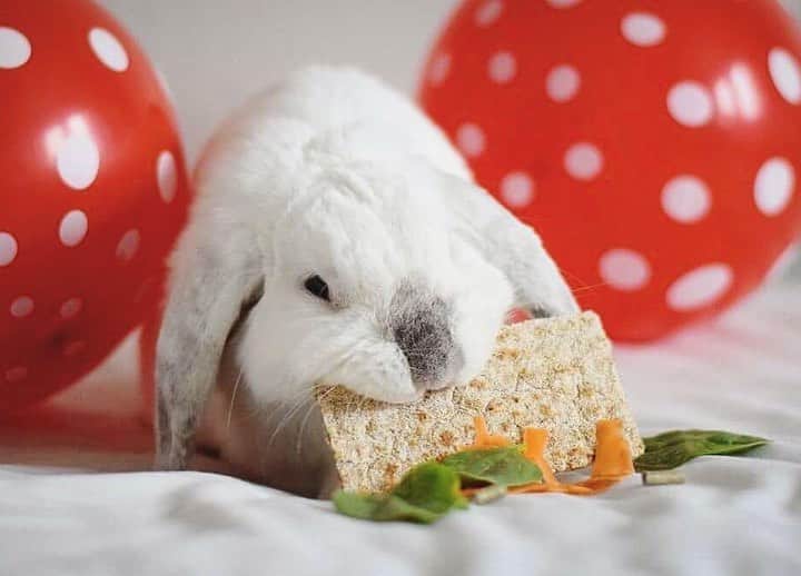 Exempel the bunnyさんのインスタグラム写真 - (Exempel the bunnyInstagram)「It’s already April 10th. Today you would’ve turned 9 yeara old. I hope you still celebrate with the annual “cake” I always made. Today is your day, my dearest Exempel ❤️」4月10日 14時31分 - exempelthebunny