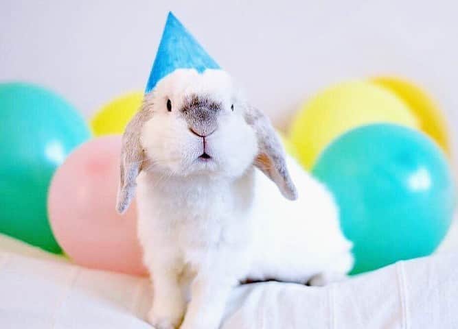 Exempel the bunnyのインスタグラム：「It’s already April 10th. Today you would’ve turned 9 yeara old. I hope you still celebrate with the annual “cake” I always made. Today is your day, my dearest Exempel ❤️」