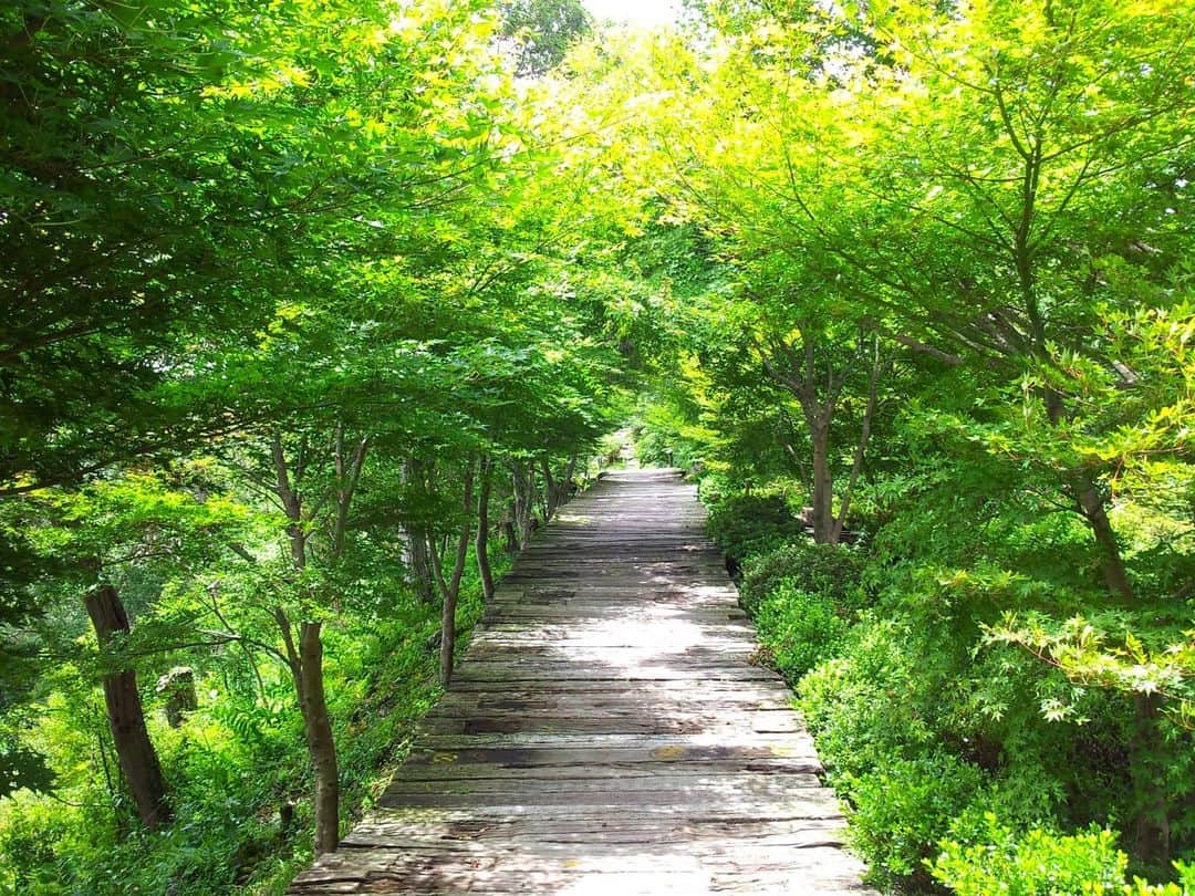 Shihoさんのインスタグラム写真 - (ShihoInstagram)「ああ自然の中に行きたい。 と過去の写真を見て想いを馳せる。  #nature #green #mountain #自然 #山 #singerslife #stayhome #おうち時間」4月10日 15時17分 - fried_pride_shiho