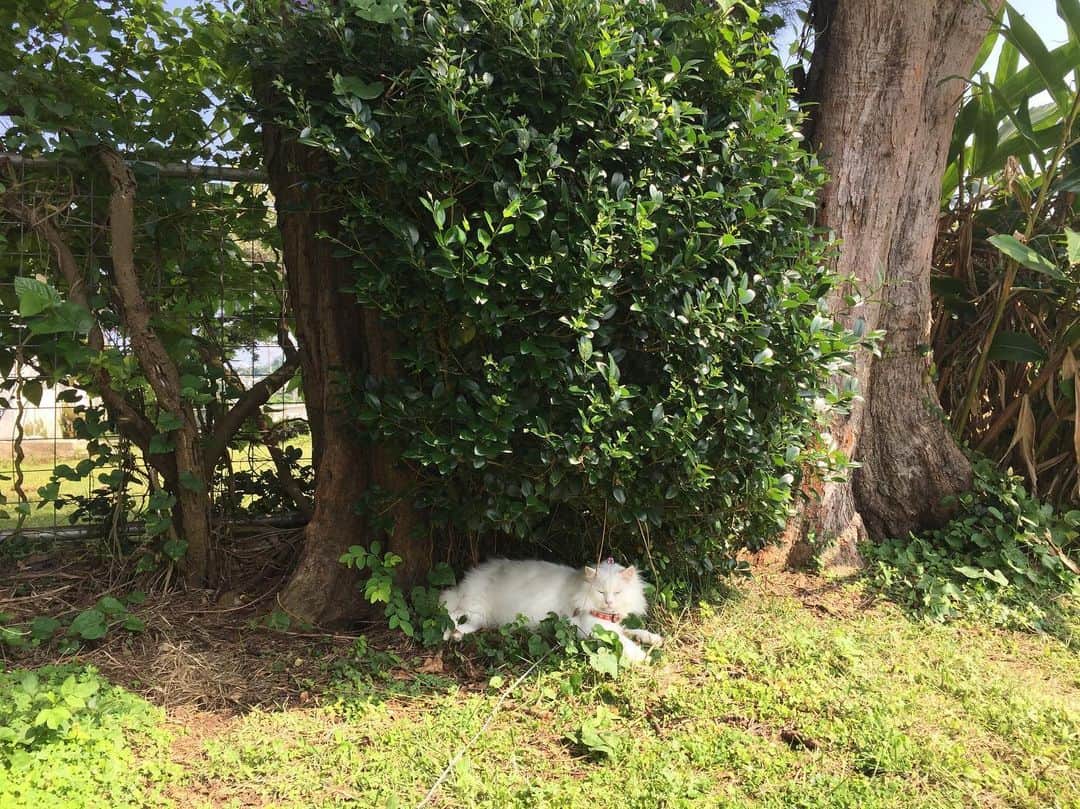 田辺あゆみさんのインスタグラム写真 - (田辺あゆみInstagram)「☺️ うちのネコたちは、庭に出たいだの、中に入りたいだの、いそがしい。 と言っても、彼らの行動範囲はそもそも庭か部屋かの二択だから、変わらない毎日だねえ。 今日は天気がいいから、ワタは木陰でお昼寝している。 よく見たら、頭にお花をのせていた🌺かわいい。 #watanita」4月10日 15時32分 - _ayumitanabe_