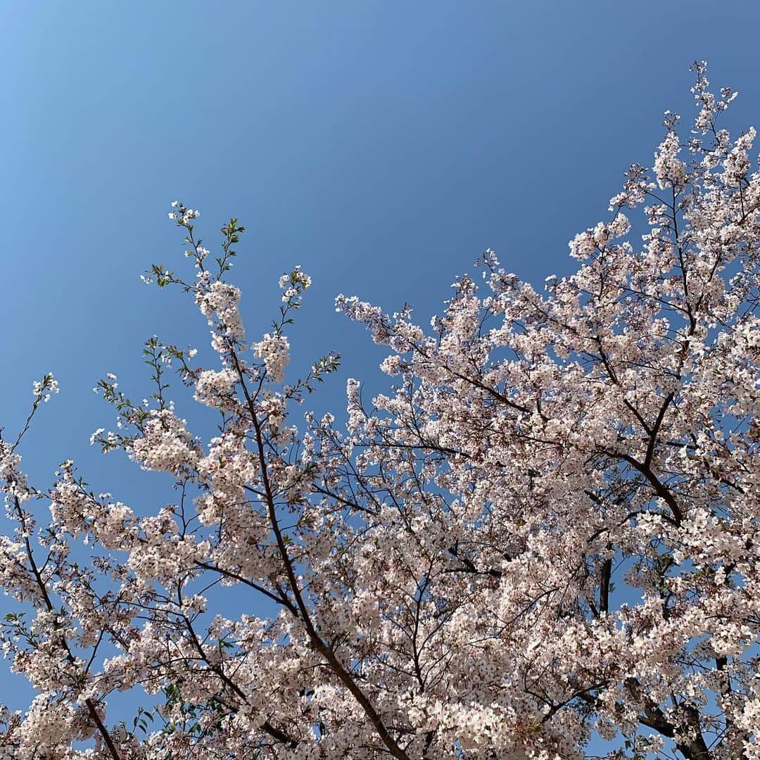 涼川菜月さんのインスタグラム写真 - (涼川菜月Instagram)「🌸﻿ ﻿ ﻿ ﻿ ﻿ ﻿ 今年はお花見しよって﻿ 思ってたのに〜〜〜😟﻿ ﻿ ﻿ 今年に限ってお花見日和だよね☁️﻿ ﻿ ﻿ ﻿ #桜 #さくら #cherryblossom」4月10日 16時05分 - nachia_p