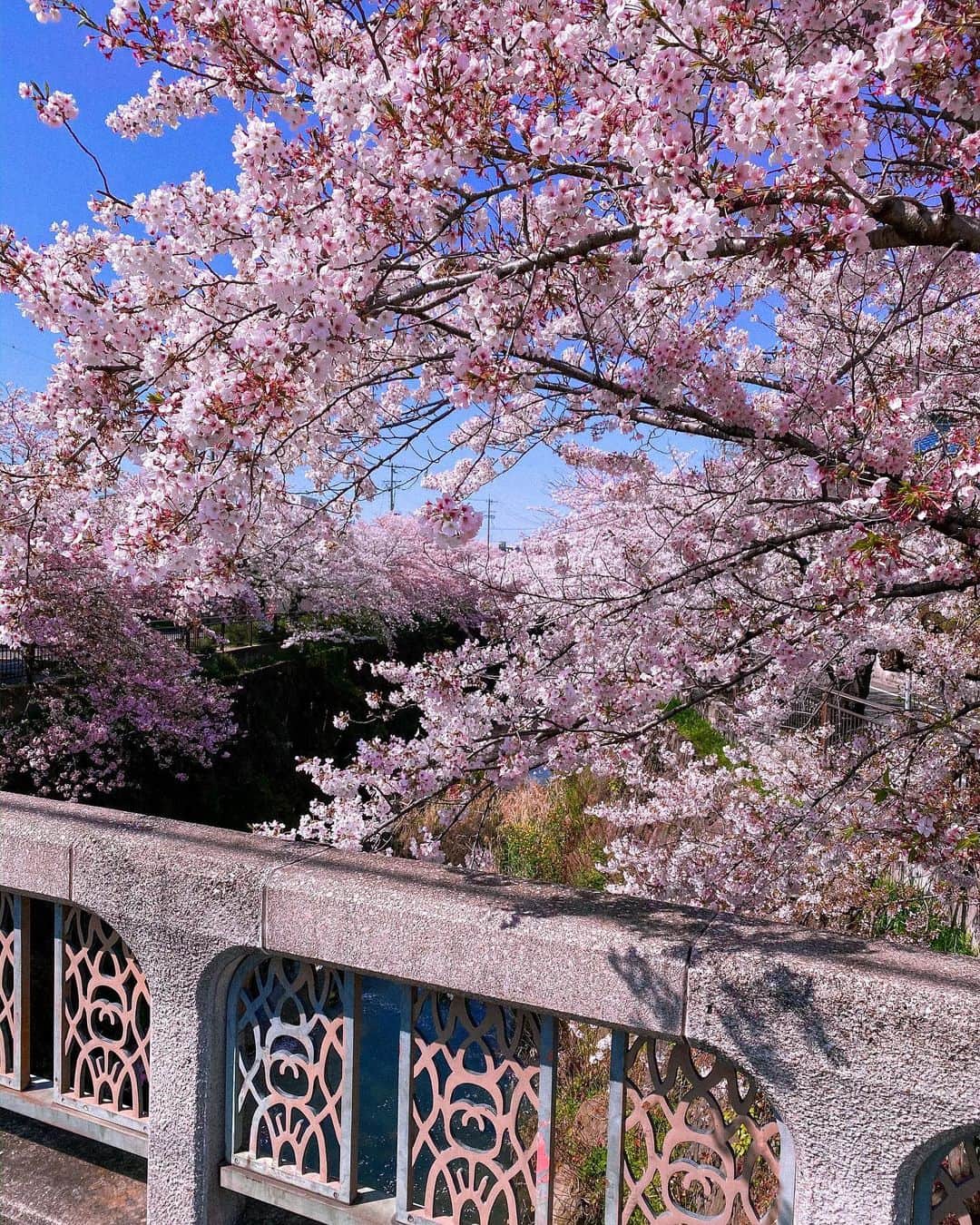 リアノン・ランゲラック（ミッチェル・ランゲラックの妻）のインスタグラム：「Can’t get enough 🌸🌸🌸 #sakura #japan」