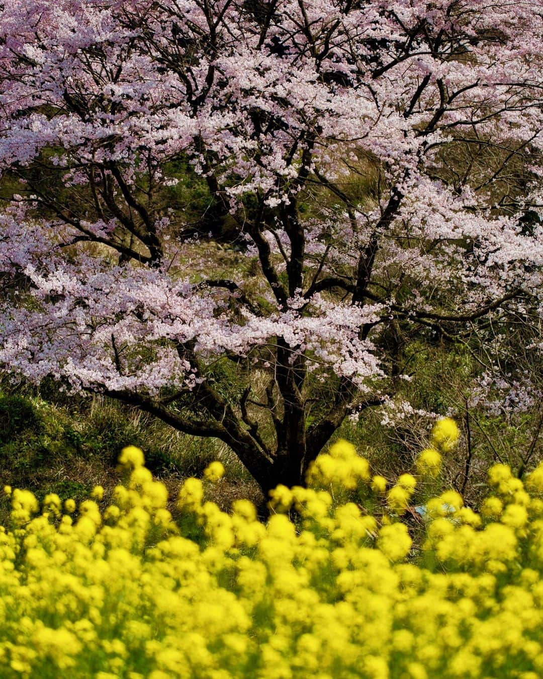 九州電力さんのインスタグラム写真 - (九州電力Instagram)「菜の花と桜の絶景を発見👀✨ . 春らしい景色が広がる、とっておきの私だけの空間🤫🏵 . 📍伊万里市 . ※写真は過去に撮影されたものです。 　お届けしている九州の魅力ある風景や場所は、気兼ねなくお出かけできる日が来たときの参考になれば幸いです🍀 . #九電 #kyuden #九州の灯り #九州ぐらむ #広がり同盟 #九州旅行 #九州 #九州愛 #kyushu #佐賀県 #さが #伊万里 #伊万里市 #桜 #さくら #cherryblossom #菜の花 #なのはな #canolaflower #菜の花畑 #ダレカニミセタイハナ #はなまっぷ #花のある風景 #桜のある風景 #春の風景 #なにげない風景 #何気ない風景 #ダレカニミセタイフウケイ #自然が好き #自然美」4月10日 17時00分 - kyuden_official