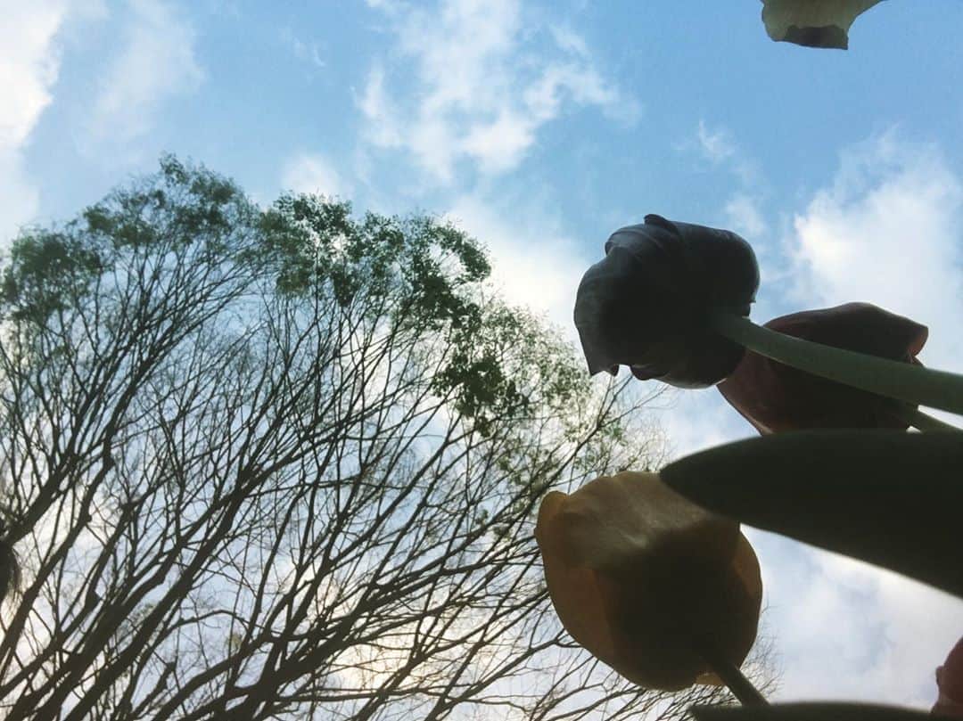 ヤマト（はやぶさ）のインスタグラム：「#はやぶさ　#チューリップ　#青空　#花の写真をたくさん撮りました　#ちょっとずつ載せていきます」