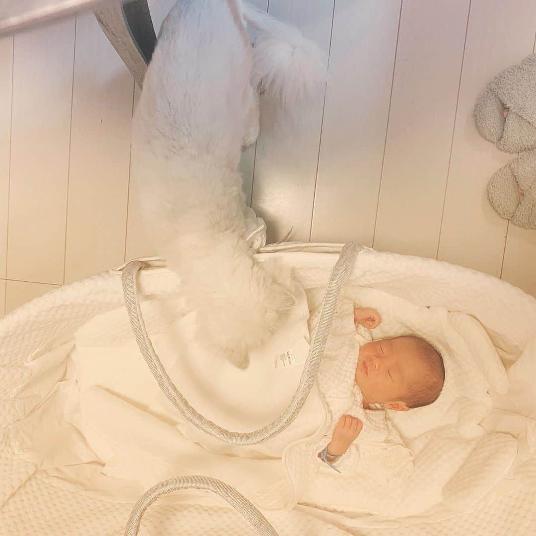 峰なゆかさんのインスタグラム写真 - (峰なゆかInstagram)「プッシーさんと赤ちゃんの初対面。チャラヒゲはプッシーさんが赤ちゃんを引っ掻いたりするんじゃないかと用心するあまり、プッシーさんのことを「白い魔獣」と呼んでいる。 #newborn #baby #cat #猫　#ねこ　#新生児　#赤ちゃん　#赤ちゃんと猫」4月10日 17時31分 - minenayuka