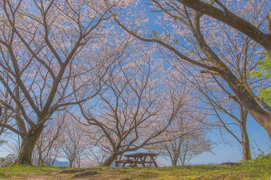鹿児島よかもん再発見さんのインスタグラム写真 - (鹿児島よかもん再発見Instagram)「姶良市蒲生町の蒲生城山公園の桜🌸(^-^)/ R2/4/5撮影  今年は昨年以上に鹿児島の桜の風景をお伝えしますm(__)m  #鹿児島 #鹿児島観光 #姶良市 #蒲生町 #姶良市観光 #鹿児島の桜 #鹿児島の風景 #蒲生城山公園  #蒲生城跡 #japan #kagoshima #kagoshimaphotograph  #どんどん鹿児島」4月10日 17時32分 - kagoshimayokamon