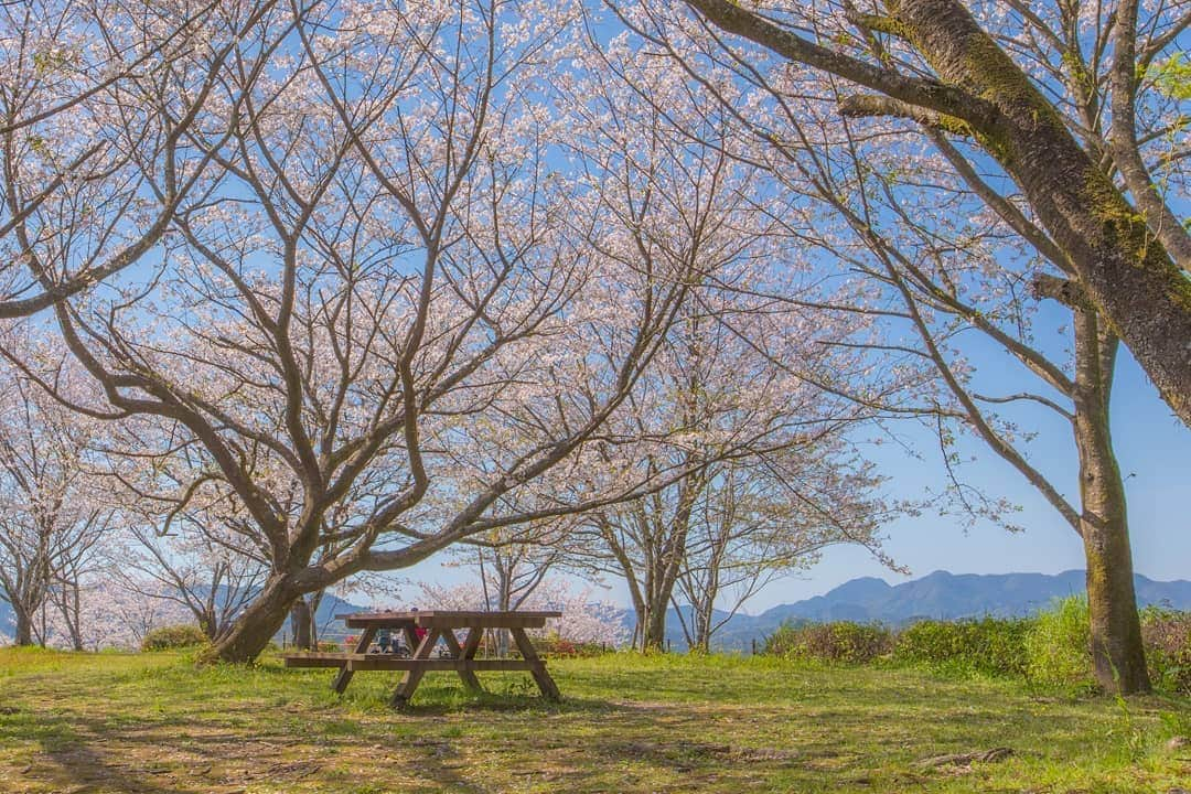 鹿児島よかもん再発見さんのインスタグラム写真 - (鹿児島よかもん再発見Instagram)「姶良市蒲生町の蒲生城山公園の桜🌸(^-^)/ R2/4/5撮影  今年は昨年以上に鹿児島の桜の風景をお伝えしますm(__)m  #鹿児島 #鹿児島観光 #姶良市 #蒲生町 #姶良市観光 #鹿児島の桜 #鹿児島の風景 #蒲生城山公園  #蒲生城跡 #japan #kagoshima #kagoshimaphotograph  #どんどん鹿児島」4月10日 17時32分 - kagoshimayokamon