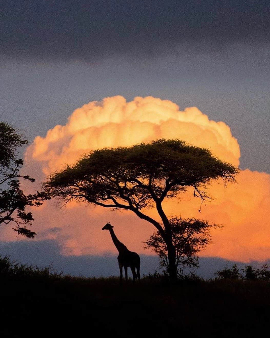 Earth Picsさんのインスタグラム写真 - (Earth PicsInstagram)「A beautiful sunset in Tanzania 🇹🇿 Africa. Shot by @tomarcherphoto」4月11日 3時41分 - earthpix