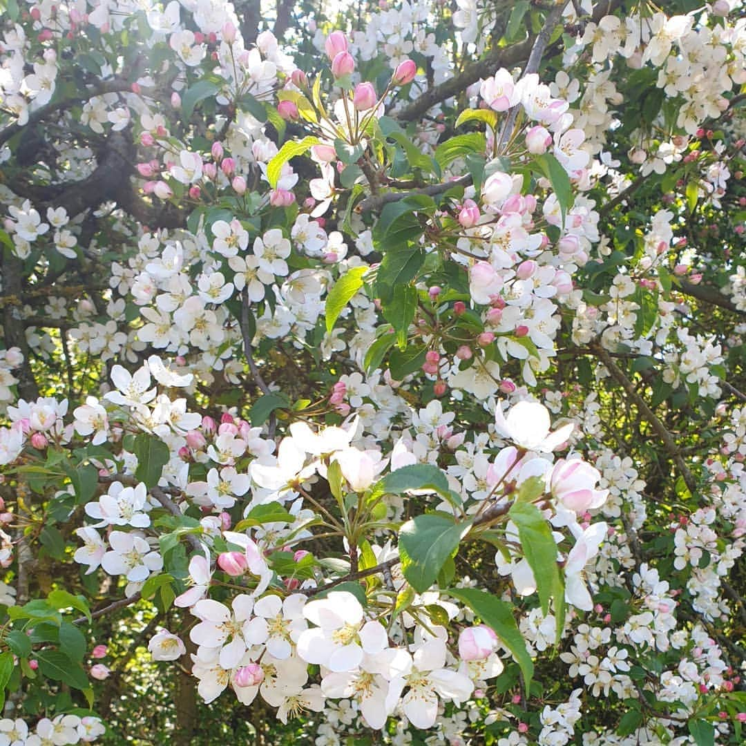 ジェニファー・ピンチズさんのインスタグラム写真 - (ジェニファー・ピンチズInstagram)「Spring has sprung!! 💗🌸 #dailywalk #blossom #goodfriday」4月11日 3時46分 - jennifer.pinches